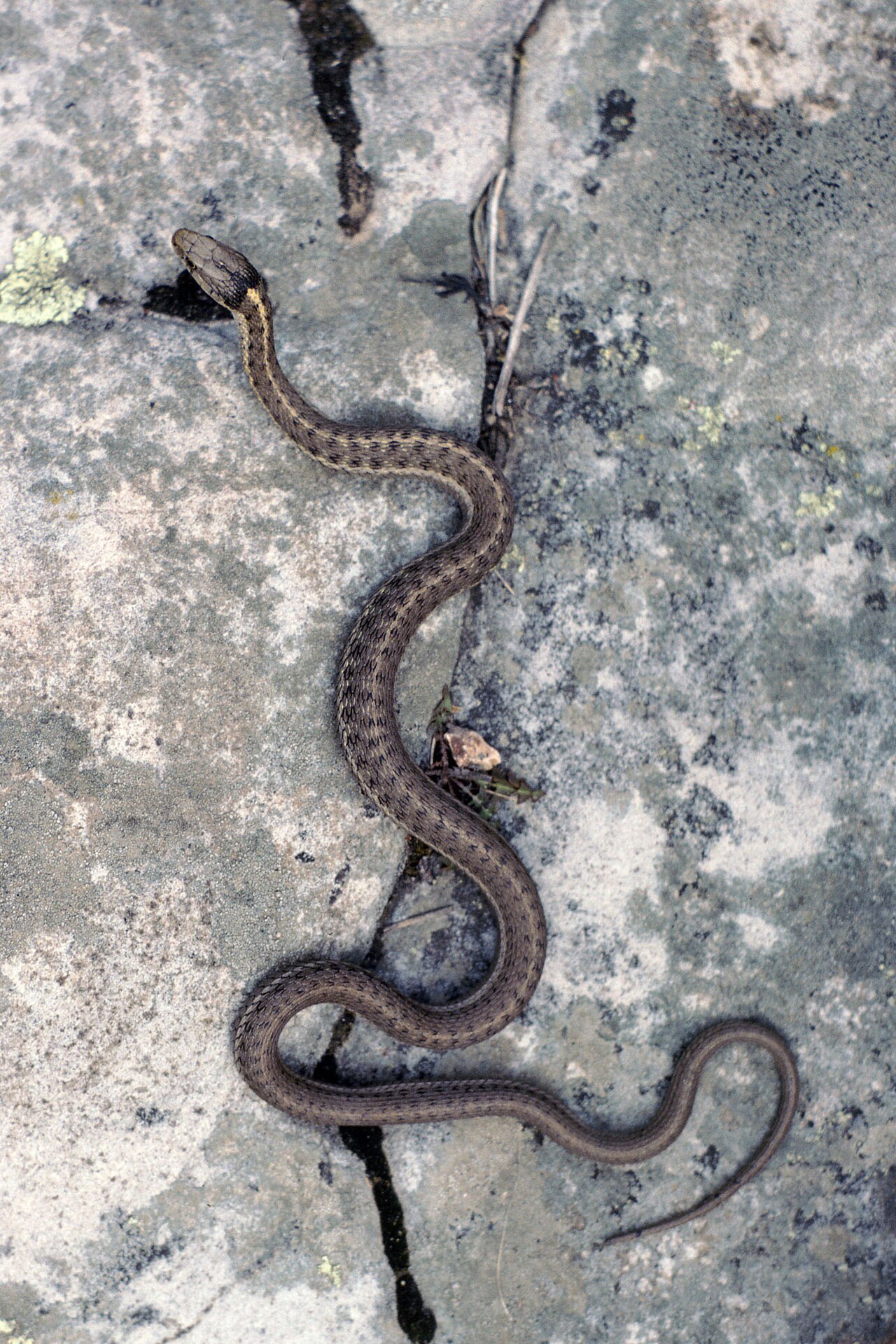 Mystery reptile